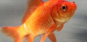 A diabetic goldfish and needless pictorial filler, yesterday