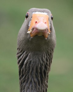 We couldn't find a picture to go with this article. So have a photo of an angry goose instead. 