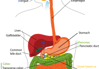 Alison's pancreas in amongst other stuff