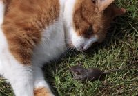 It's a cat and mouse together. It's contrary. Geddit?