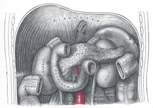 Alison's pancreas, as sketched yesterday